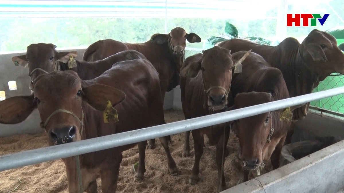 Hương Trà phát triển các mô hình chăn nuôi liên kết