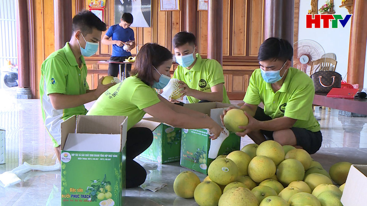 Bưởi Phúc Trạch vào chính vụ, tiêu thụ khó khăn