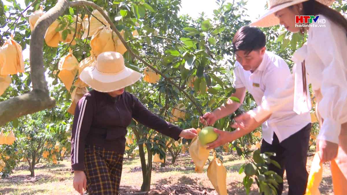 Tăng cường kết nối tiêu thụ bưởi Phúc Trạch