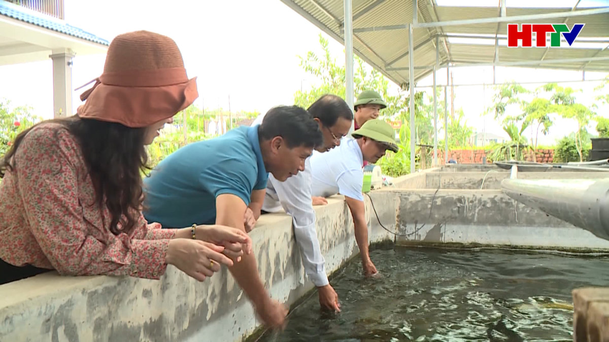 Mới lạ mô hình nuôi cá Koi giống