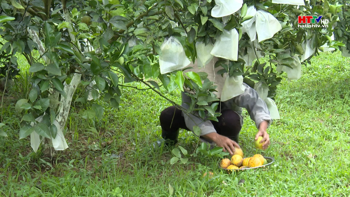 Vũ Quang: Nhiều diện tích cam rụng quả sau mưa