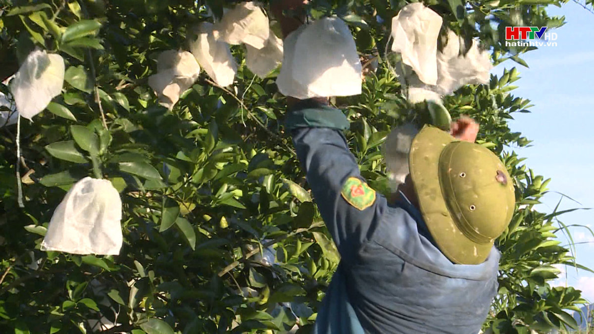 Vũ Quang: Ước thu hơn 20 tấn cam