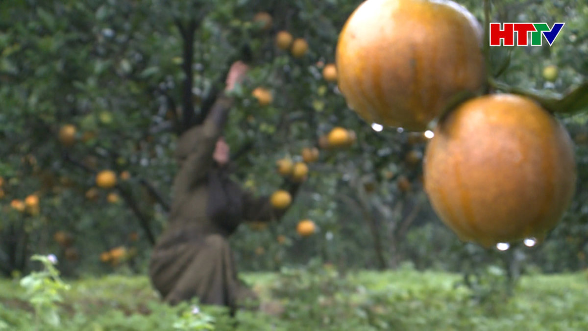 Sản lượng cam Can Lộc ước đạt trên 4.800 tấn