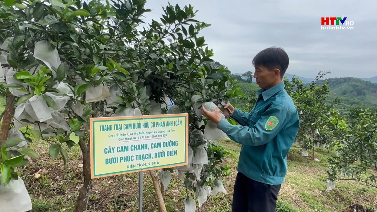 Cam Vũ Quang đạt tiêu chuẩn Quốc gia về Nông nghiệp hữu cơ