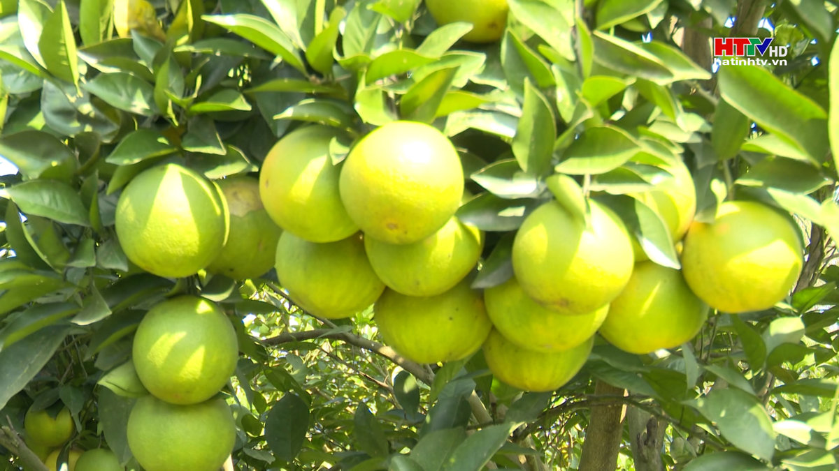 Hà Tĩnh: Gần 200 cơ sở sản xuất cam được cấp chứng nhận VietGAP