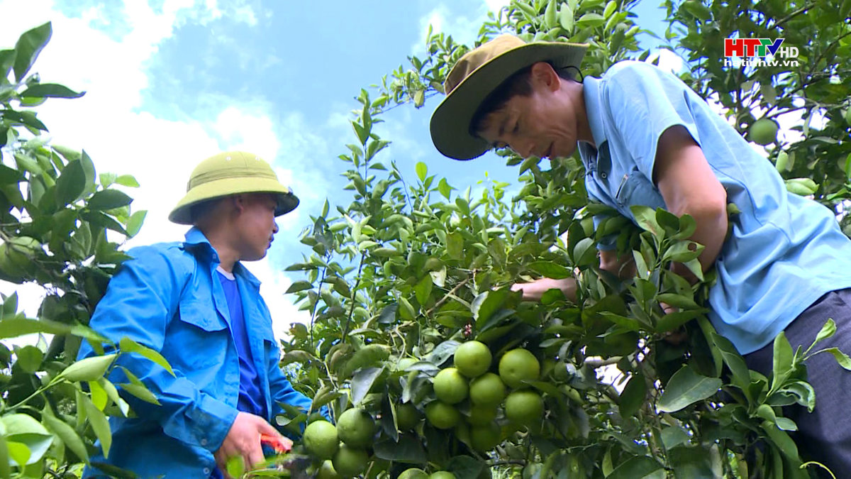Vũ Quang phát triển diện tích cam theo hướng hữu cơ