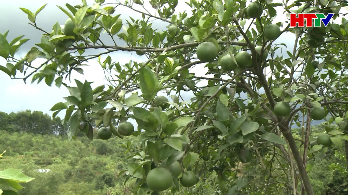 Vũ Quang mở rộng mô hình sản xuất nông nghiệp hữu cơ