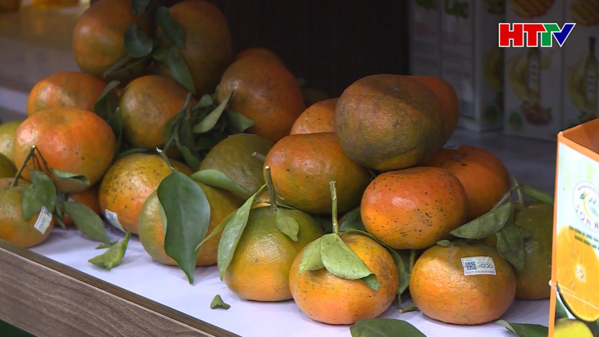 Nâng tầm giá trị thương hiệu cam bù Hương Sơn