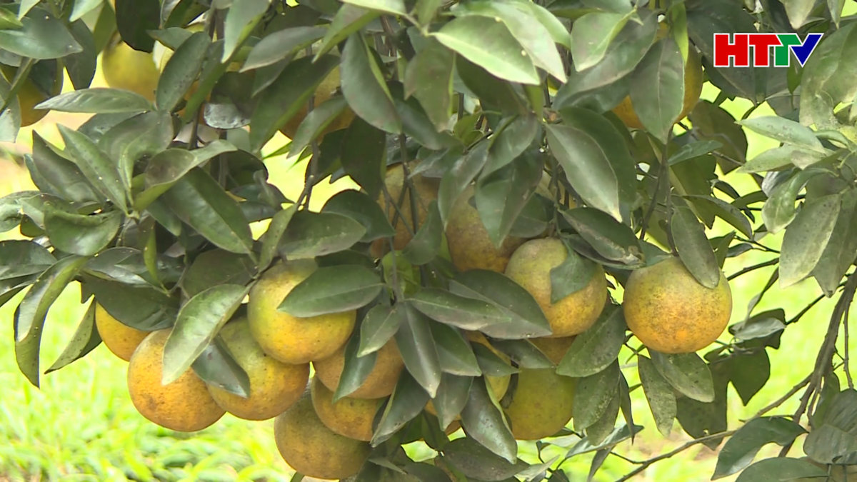 Hãm cam chờ tết, kinh nghiệm hay cho người trồng cam