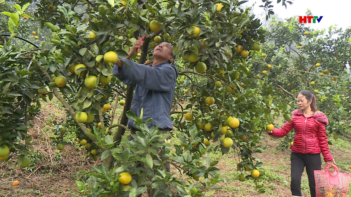Sẵn sàng cho Lễ hội cam và các sản phẩm nông nghiệp Hà Tĩnh