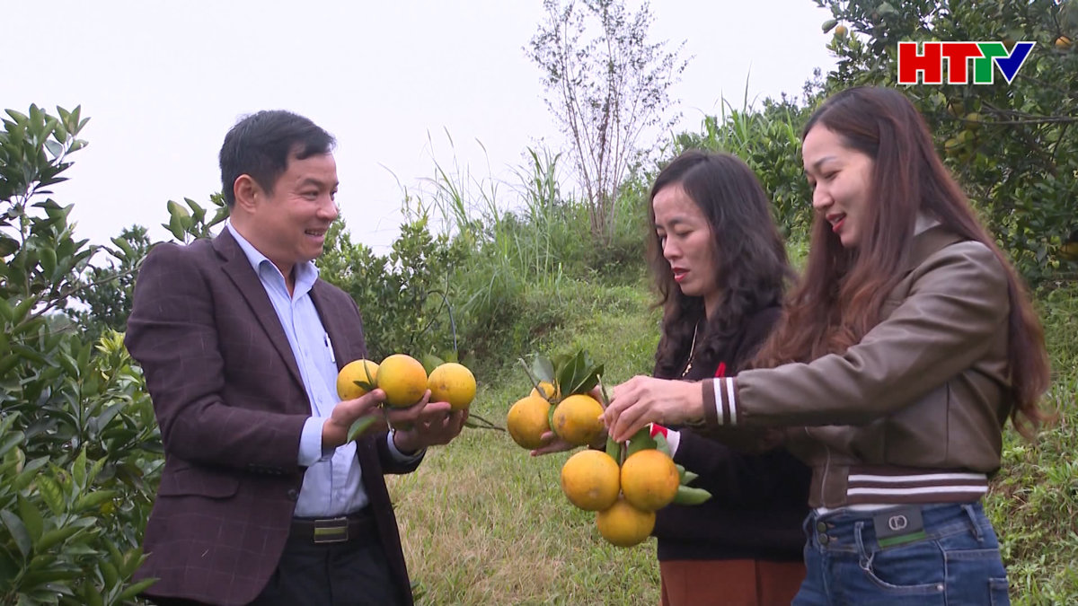 Người trồng cam háo hức chuẩn bị lễ hội cam