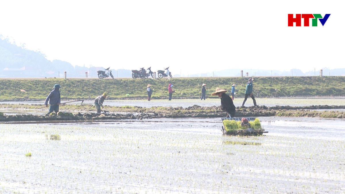 Hà Tĩnh cơ bản hoàn thành gieo cấy lúa Xuân