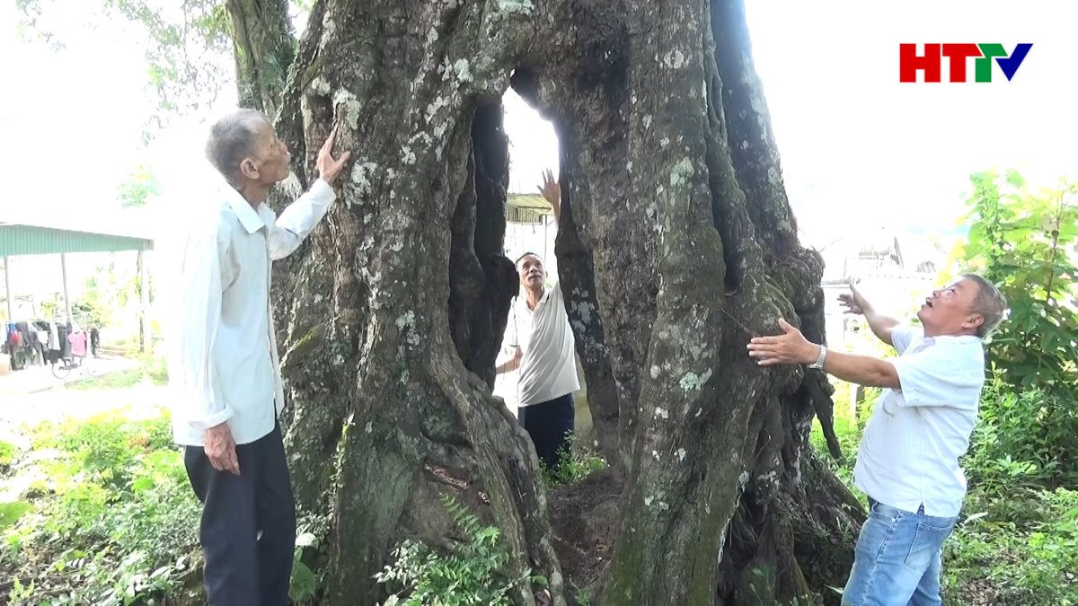 Cây Thị ở Kim Hoa trở thành cây di sản Việt Nam