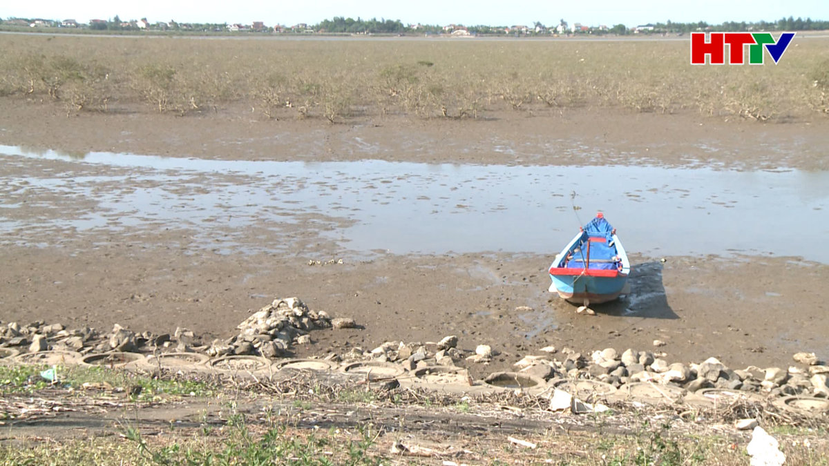 Làm rõ nguyên nhân cây chết tại rừng ngập mặn ven biển Kỳ Hà