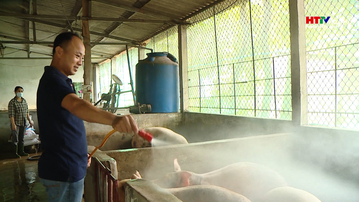 Ngành chăn nuôi lợn chủ động nguồn cung cho thị trường dịp cuối năm