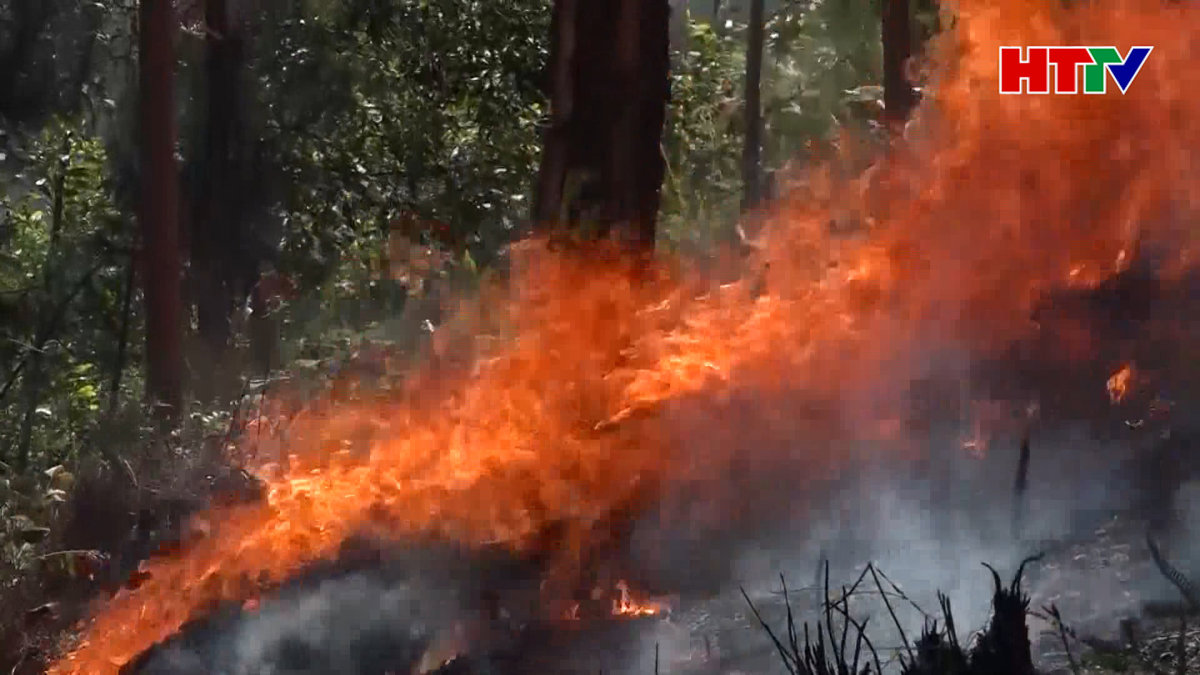 Cháy rừng Hương Khê: Thiệt hại gần 2,5 ha cây trồng