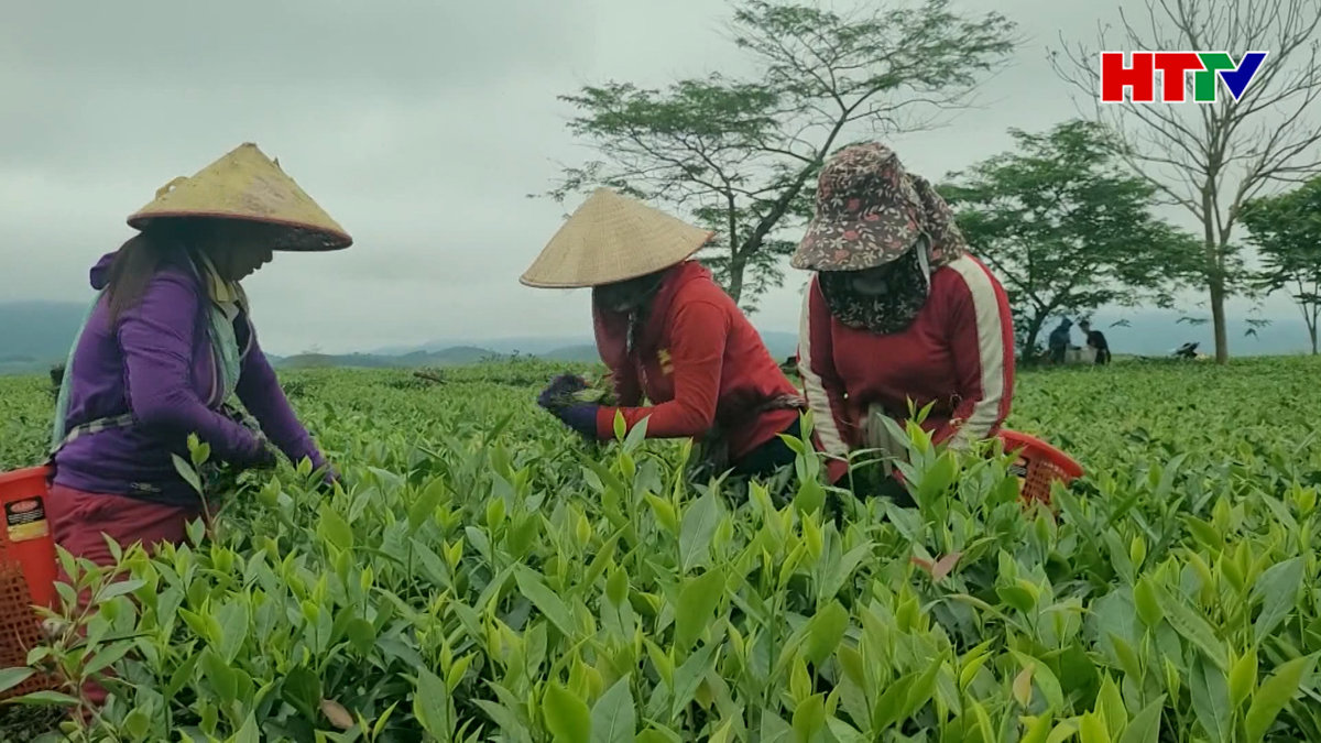 Hà Tĩnh: Kim ngạch chè xuất khẩu tăng 10%