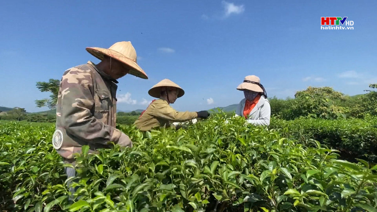 Phát triển bền vững các vùng nguyên liệu chè xuất khẩu