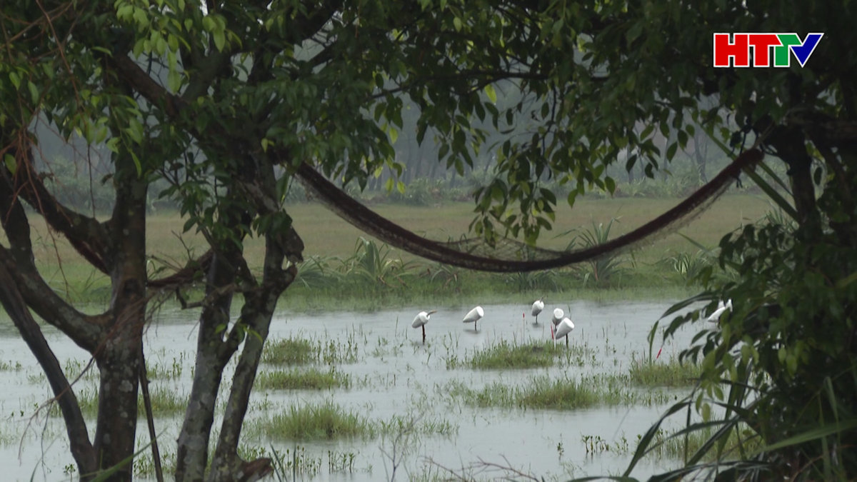 Tái diễn tình trạng đánh bắt, mua bán chim trời