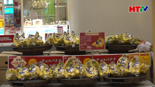 Chuối Việt Nam bước đầu có chỗ đứng tại thị trường Nhật Bản