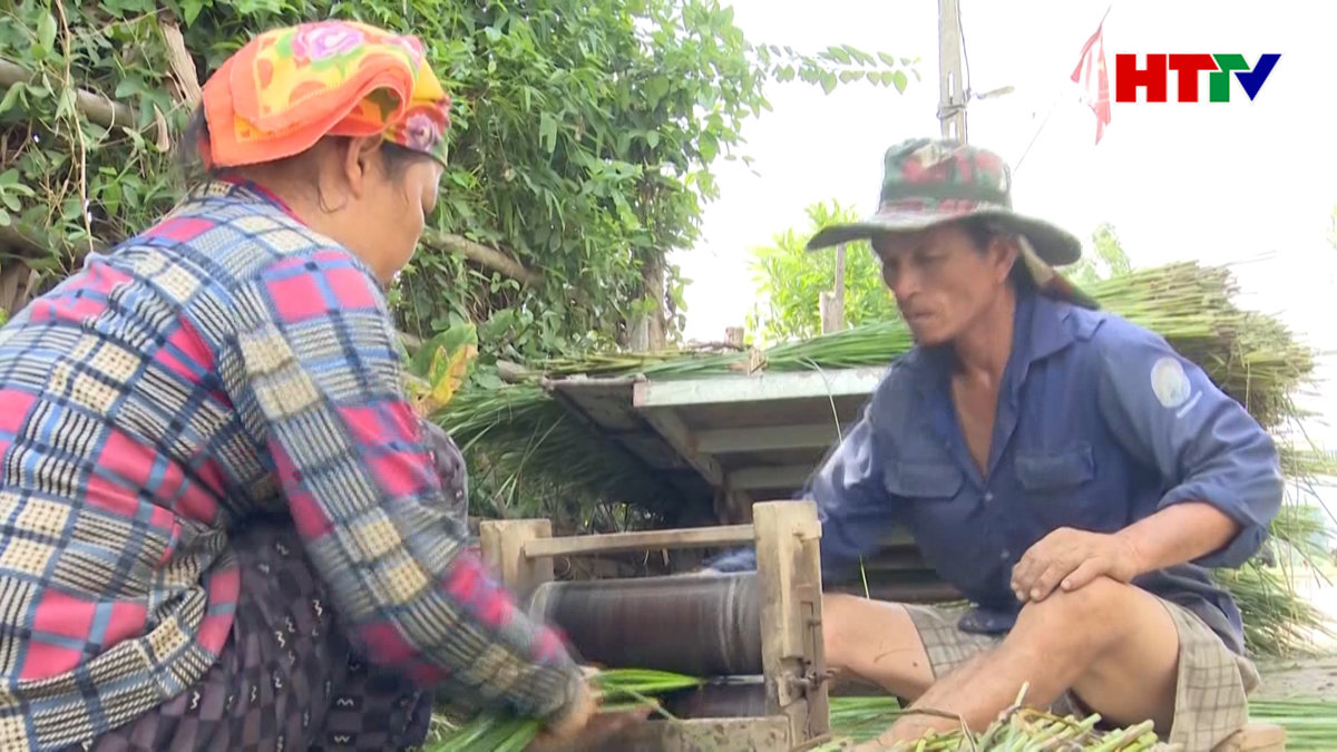 Người dân ốc đảo Hồng Lam phát triển trên 45 ha Cói 