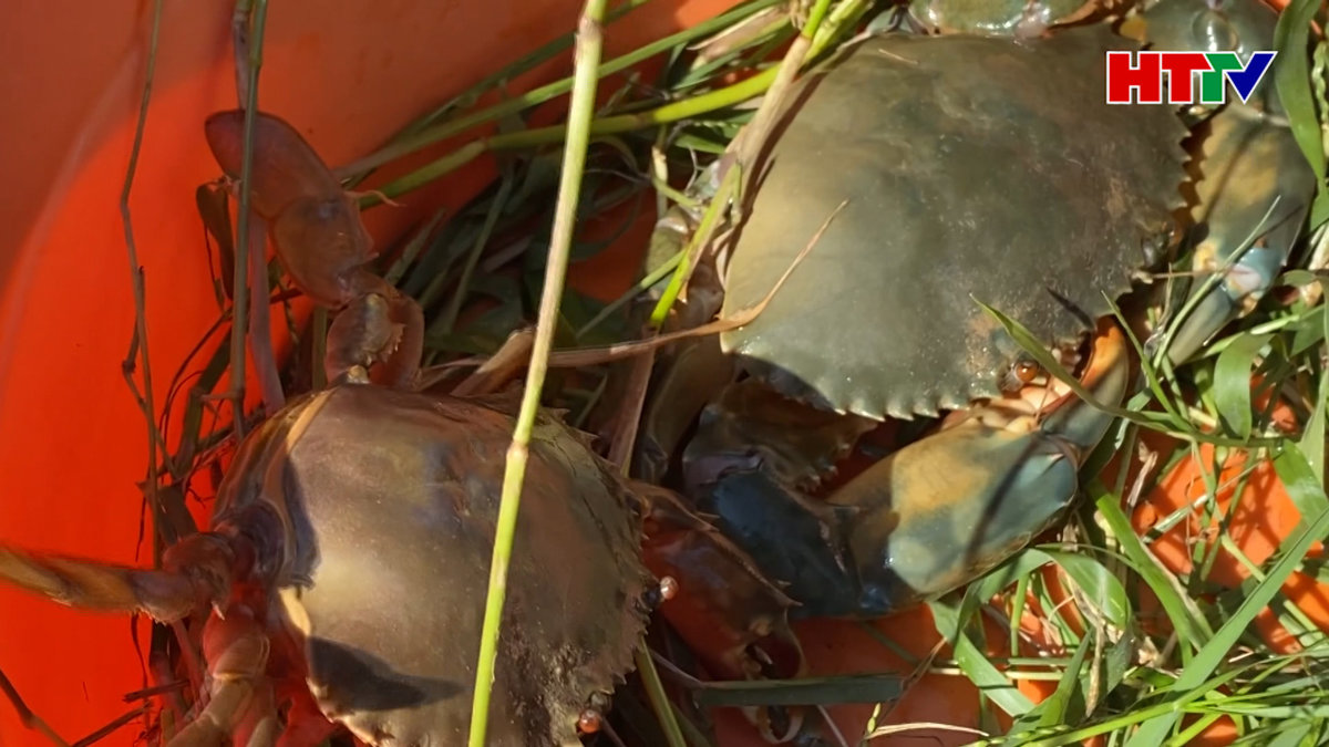 Nghiệm thu mô hình nuôi cua thâm canh tại Hộ Độ