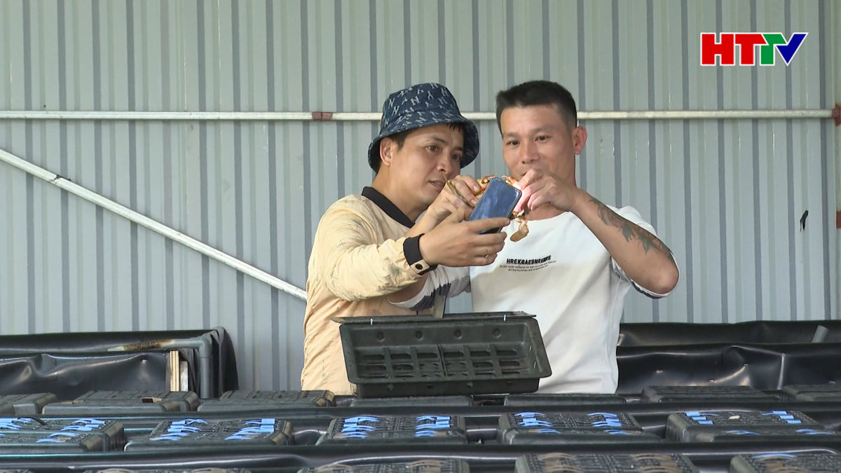 Mô hình nuôi cua nước lợ trong hộp nhựa đầu tiên ở Hà Tĩnh