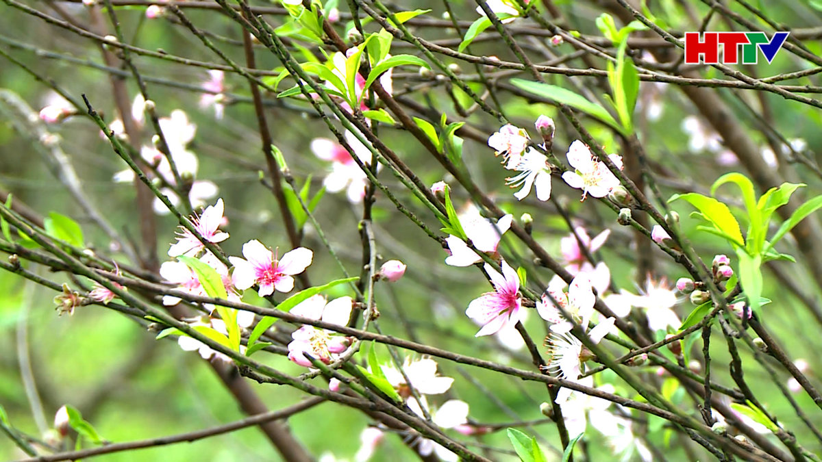 Lưu Vĩnh Sơn trúng mùa, được giá Đào phai