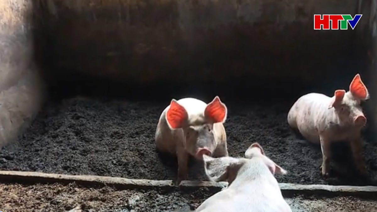 Đệm lót sinh học - giải pháp an toàn trong chăn nuôi