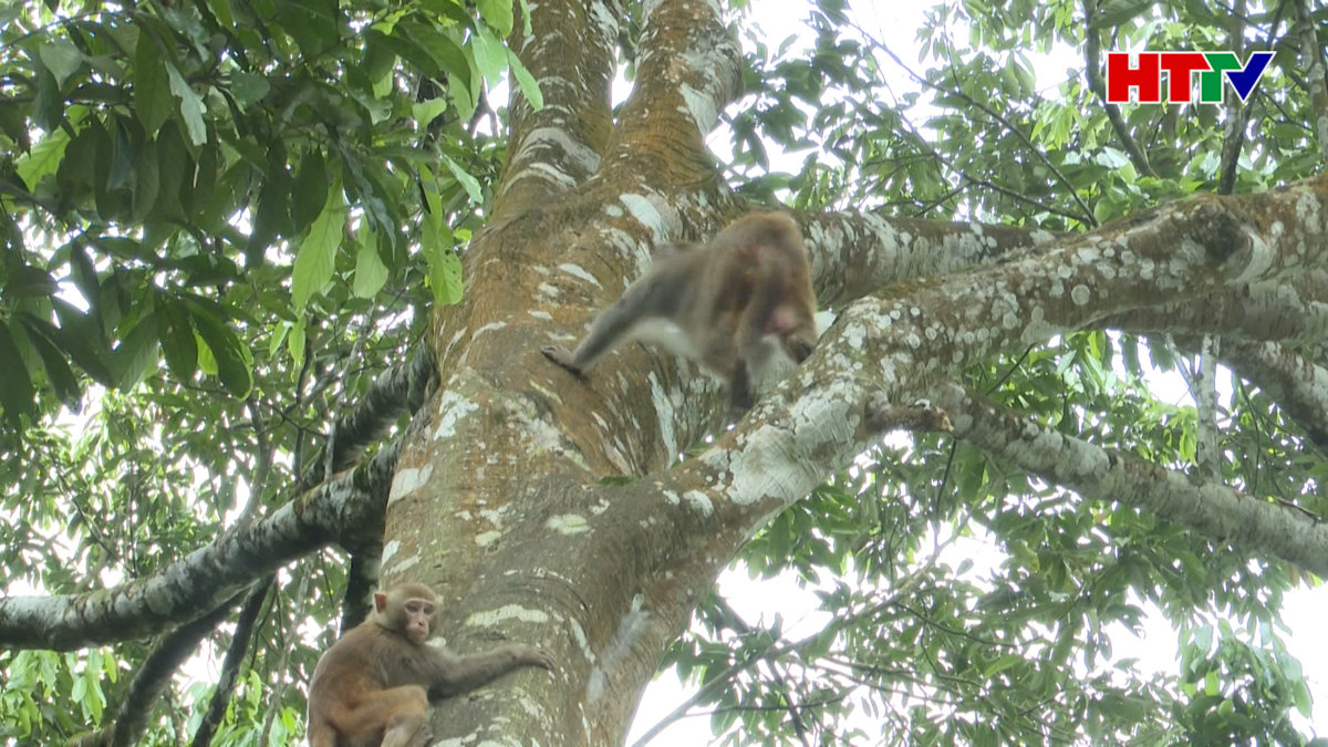 Thả 43 động vật về Vườn Quốc gia Vũ Quang trong Ngày thế giới động vật hoang dã