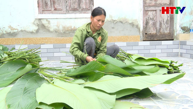 Người dân Quang Vĩnh tất bật thu hoạch lá Dong phục vụ Tết