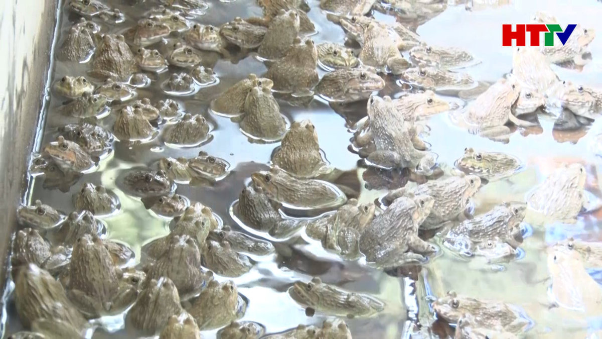 Xã Kỳ Nam phát triển các mô hình nuôi Ếch