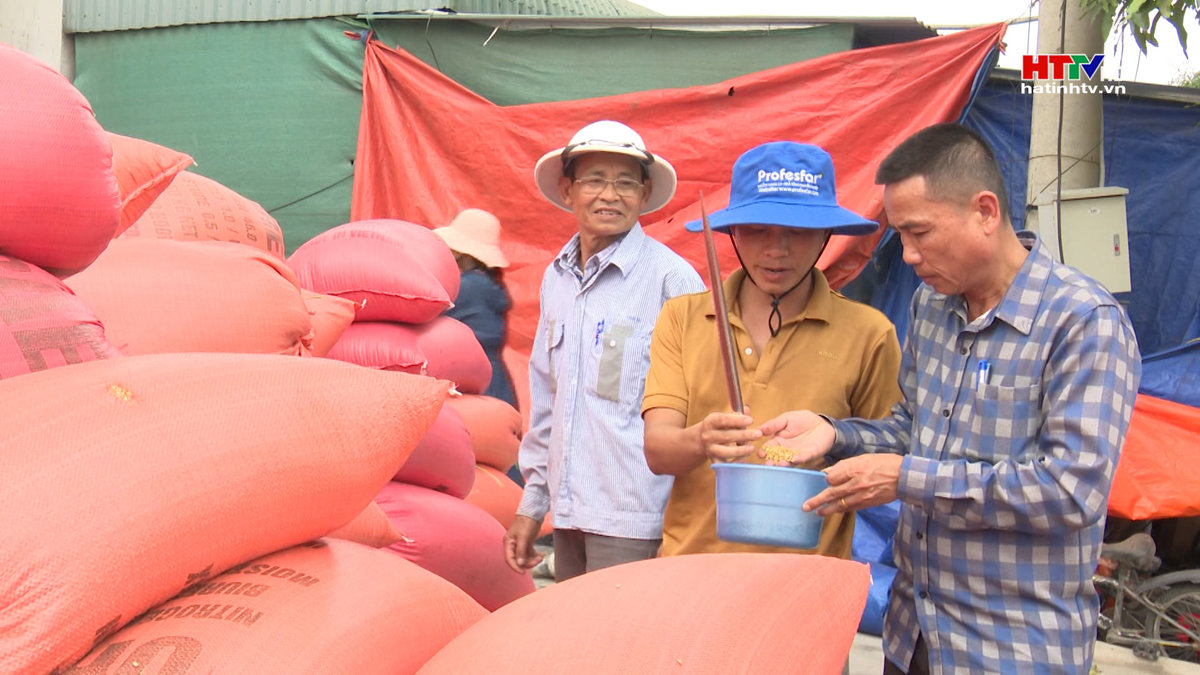 Hà Tĩnh thúc đẩy sản xuất, xuất khẩu gạo bền vững