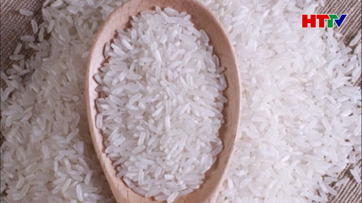 Gạo ST24, ST25 đi Mỹ, châu Âu giá 1.000 USD /tấn
