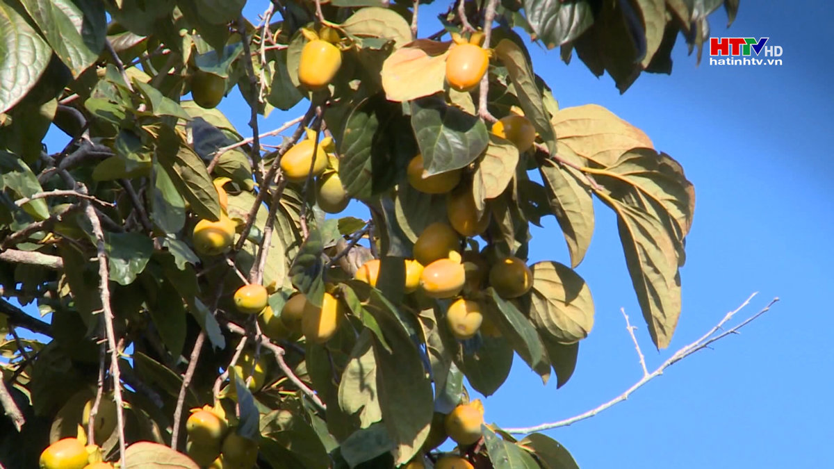 Người dân Đức Lĩnh dự kiến thu trên 1,3 tỷ đồng từ cây hồng