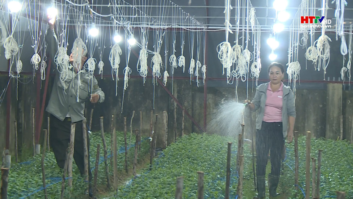 Làng nghề hoa cây cảnh Bắc Sơn chuẩn bị phục vụ Tết