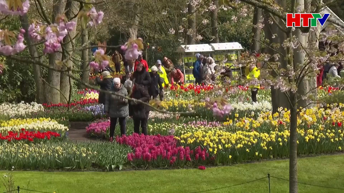 Rực rỡ mùa hoa tuylip tại Hà Lan