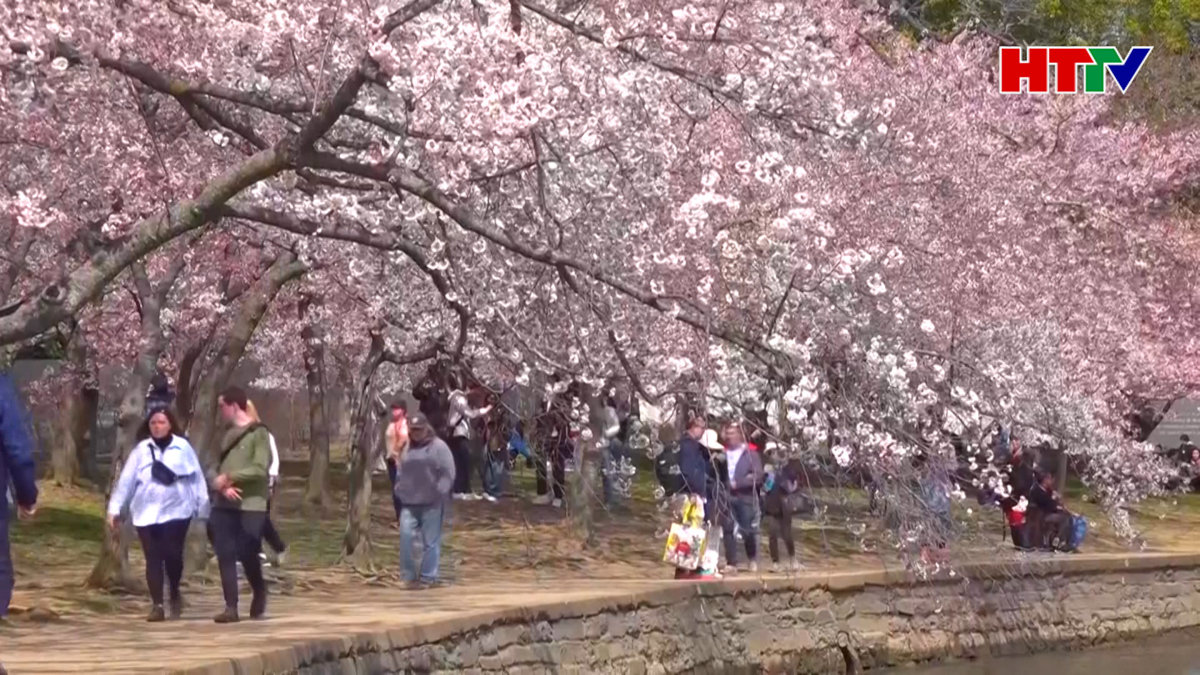 Hoa anh đào khoe sắc tại thủ đô của nước Mỹ