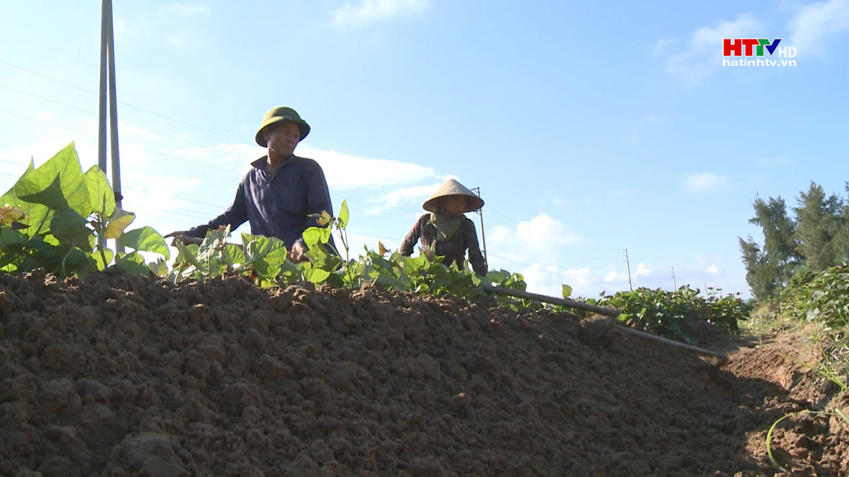 Khoai lang Hoàng Long khẳng định hiệu quả trên đồng đất Hà Tĩnh