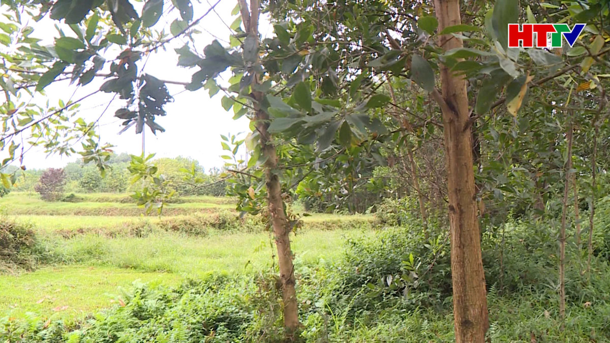 Nhiều hộ dân ở Thọ Điền tự ý trồng keo trên đất nông nghiệp