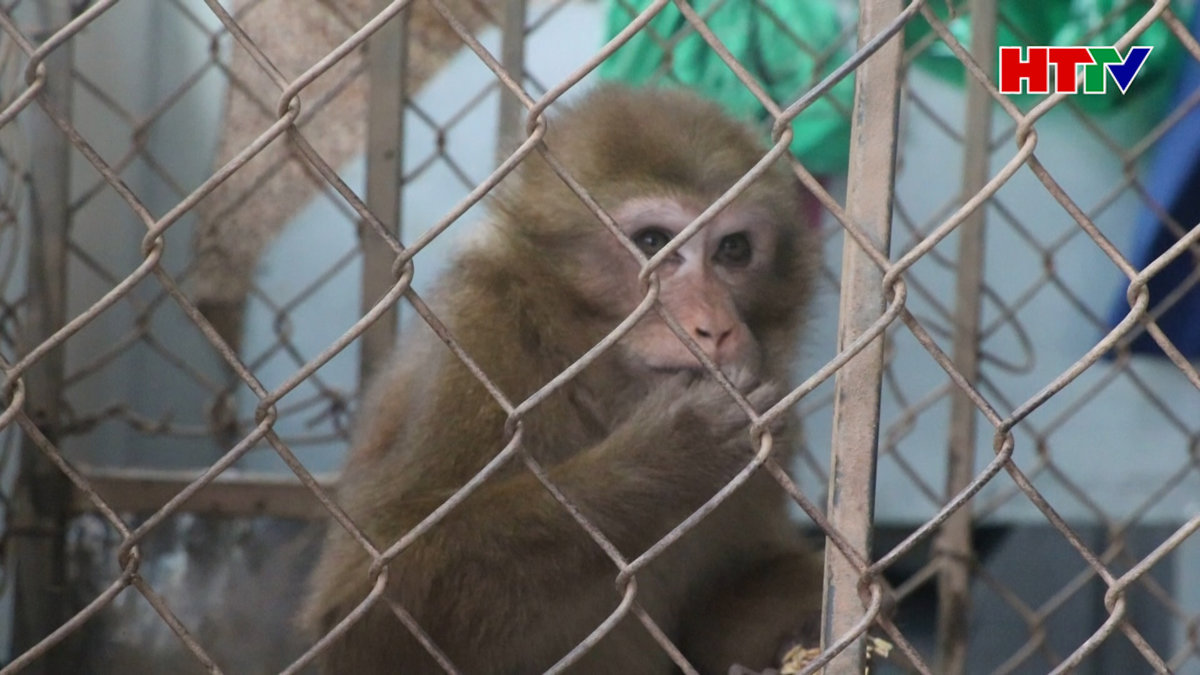 Vườn Quốc gia Vũ Quang tiếp nhận cá thể khỉ vàng quý hiếm