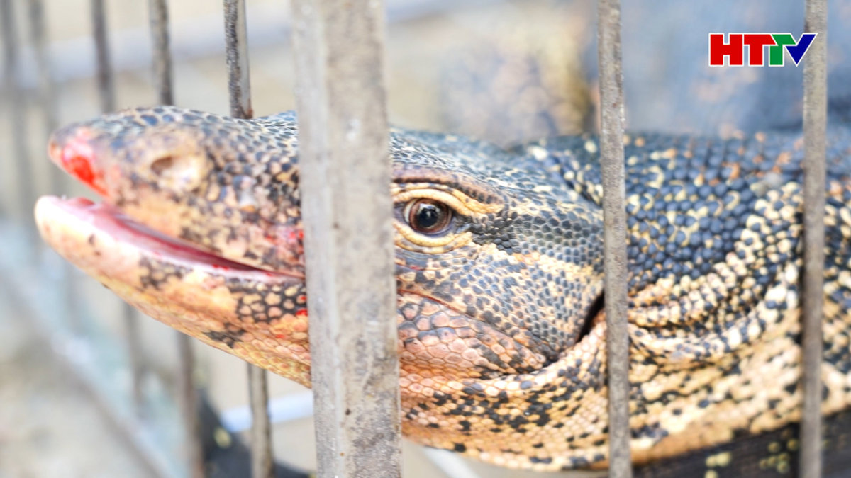 Bàn giao cá thể kỳ đà nặng hơn 15 kg cho Vườn Quốc gia Vũ Quang