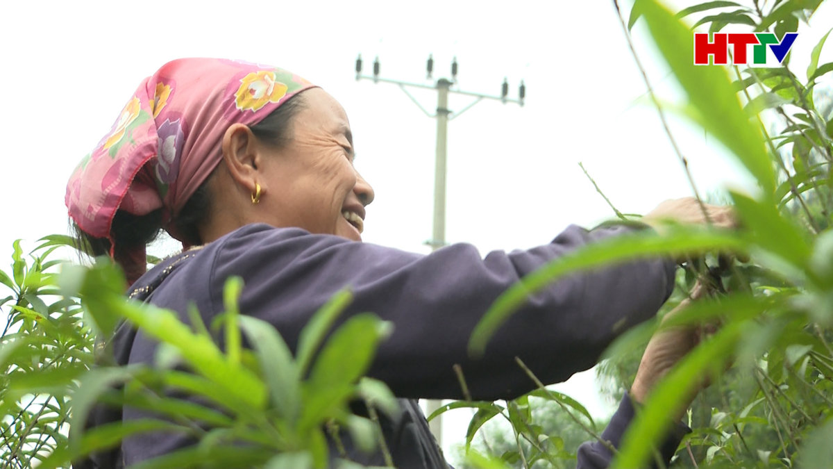 Các vườn đào tất bật xuống lá đón Tết Nguyên đán