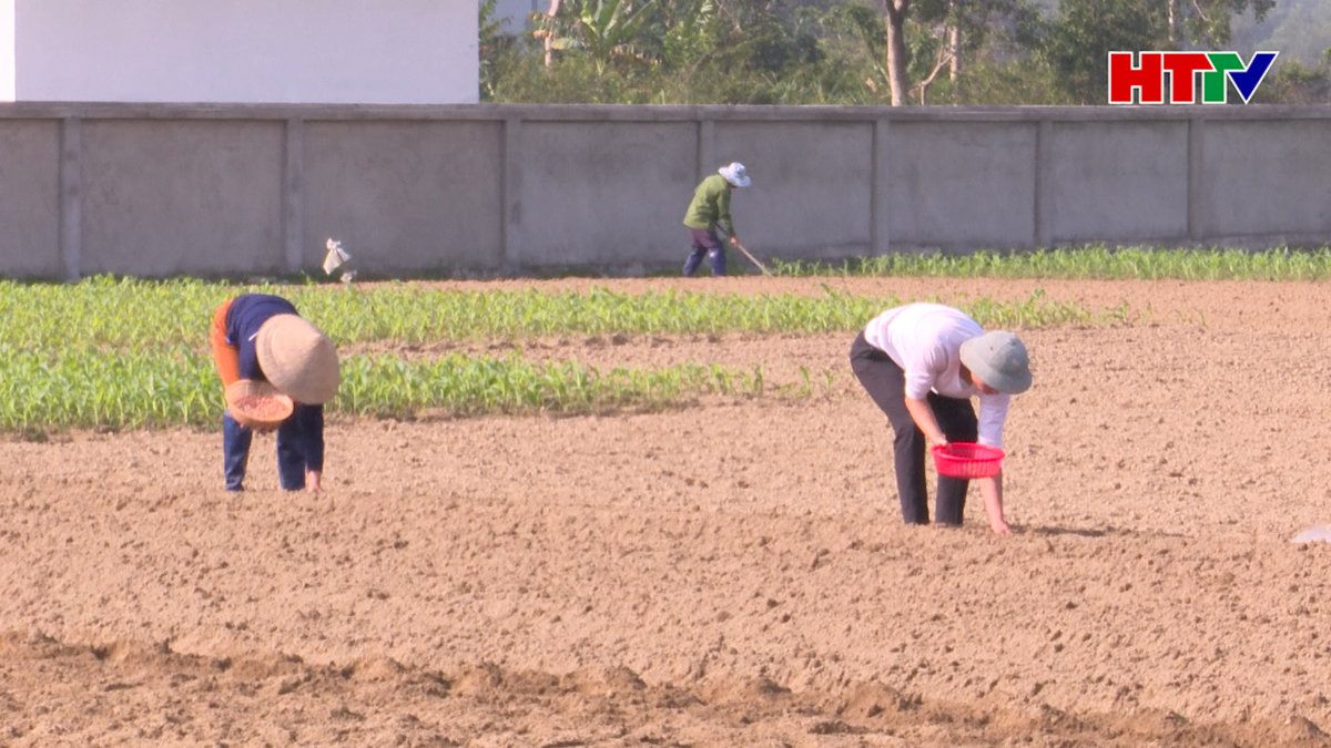 Đẩy nhanh tiến độ gieo trỉa lạc, ngô xuân