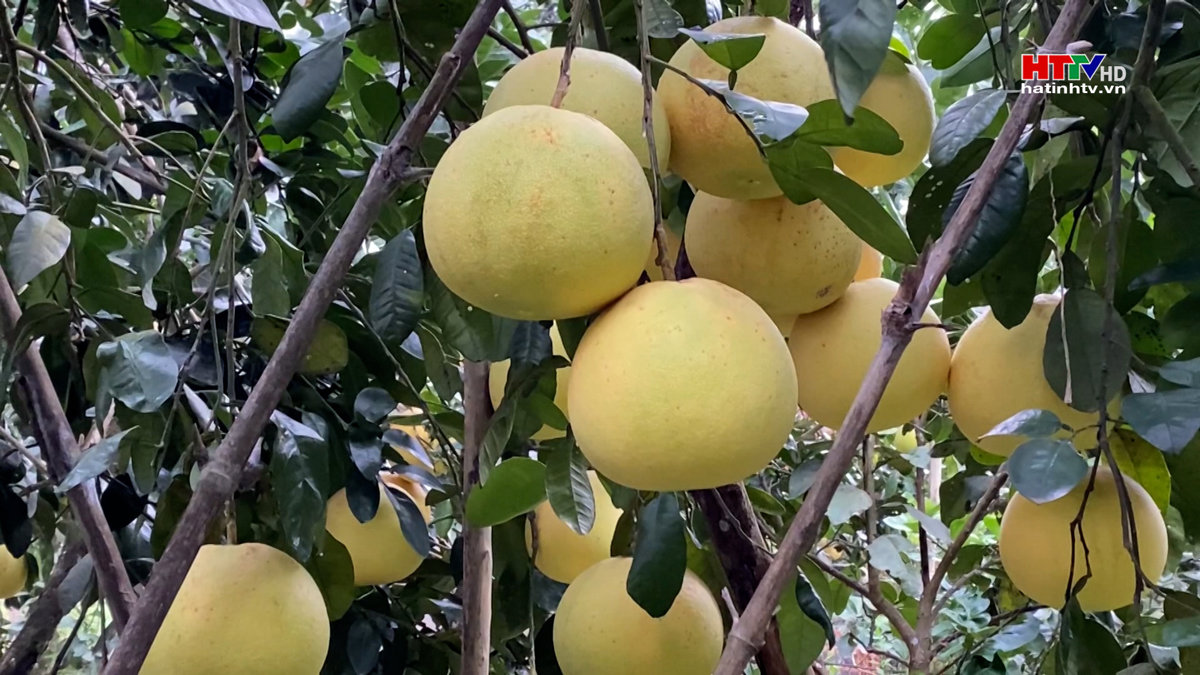 Những vườn bưởi đầu tiên đạt chuẩn hữu cơ ở Hà Tĩnh