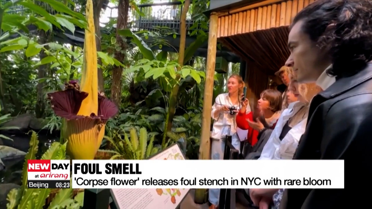 Loài hoa khó ngửi nhất thế giới nở ở New York