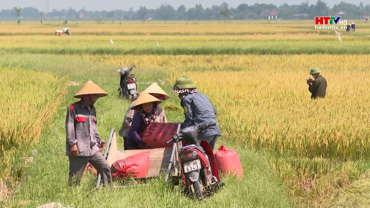 Năng suất vụ Xuân đạt gần 59 tạ/ha