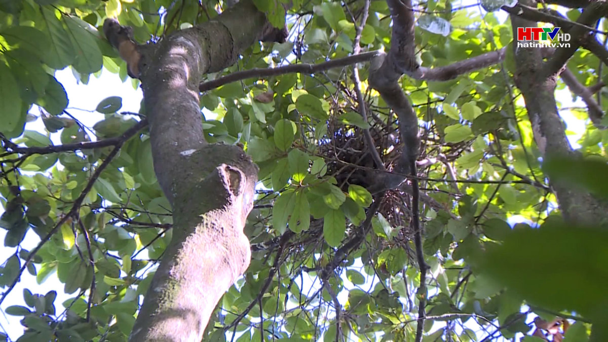 Những người hơn 50 năm giữ vườn, bảo vệ chim trời