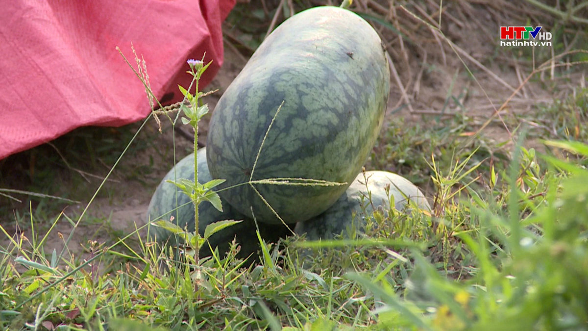 Chuyển đổi cây trồng thích ứng với khô hạn