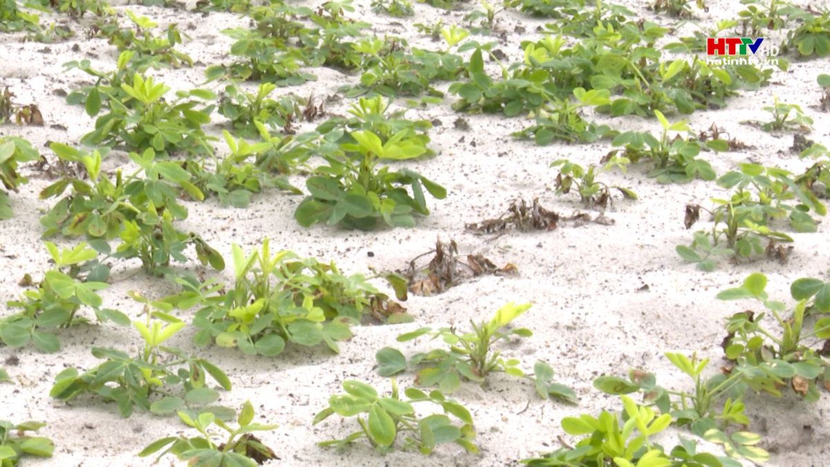 Hơn 10ha lạc xuân bị sâu bệnh